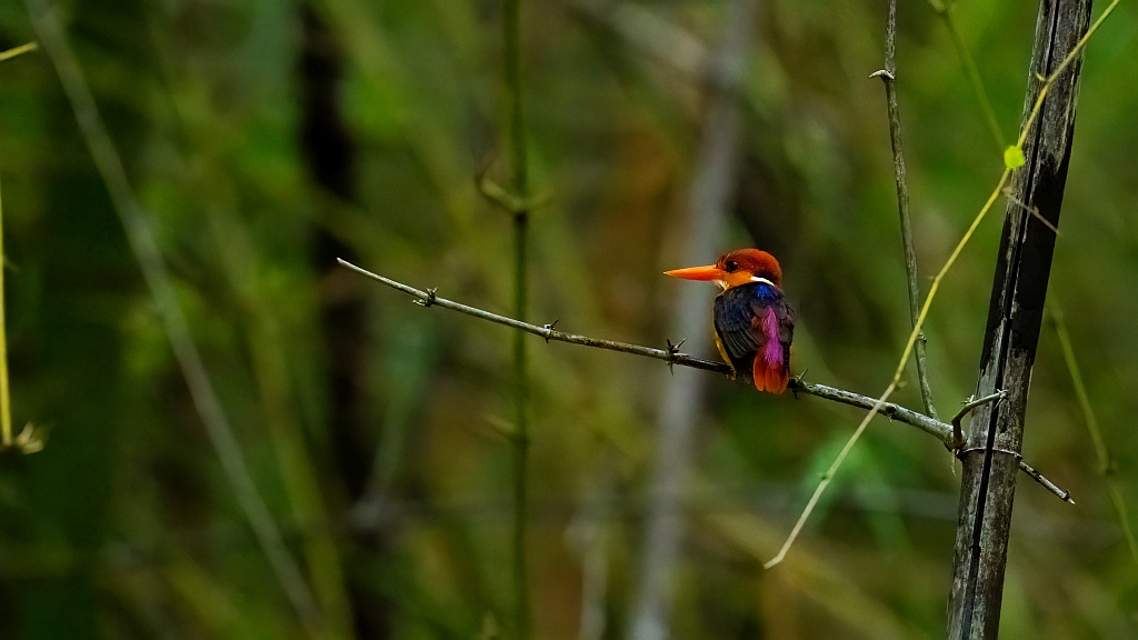 Oriental Dwarf Kingfisher